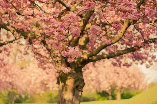 Cherry Blossom Festival